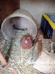  7 جوزين  نخب وفرده جوز بواز نخب وجوز مرقع احمر والطيره مزهوره صفره وفحل ياهودي احمر