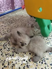  6 قطه للبيع هملايا مع اطفالها ال3