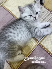  10 سكوتش فولد وستريت