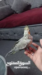  4 طيره جاهزه وحطت بطن سبب البيع طيران الفحل