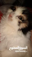  1 شيرازي للبيع انثى عمرها شهر