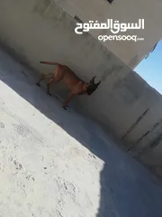  1 مطلوب كلب  بسعر مناسب