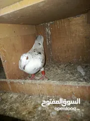  14 طيور حمام للبيع