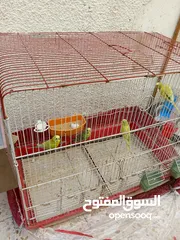  5 جوز حب مع 5فراخ