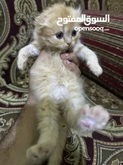  3 كتن سكوتش فولد & هيمالايا