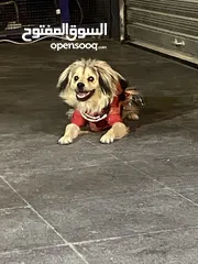  1 كلاب للبيع