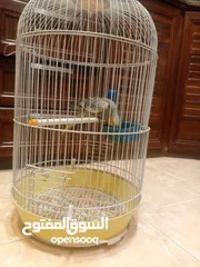  9 فرخ كوكتيل مفطوم جديد للبيع