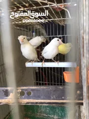  4 عصافير كنار