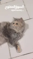  1 Happy for adoption  (fully vaccinated )للتبني