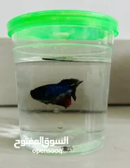  2 Giving away this beautiful Betta fish for free! Interested? . سمكة البيتا الجميلة مجاناً