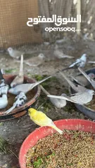  23 Dove bird pigeon دوف مكس للمهتمين للتربية منتج