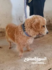  3 متاح 3 انثي 2 فرنش ترير وانثي هساكي الحبه عله 50