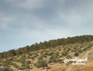  3 ارض ورثة للبيع بسعر مغري