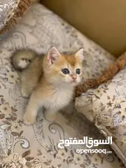  3 سكوتش ستريت جاهزين لبيتهم الجديد ny11