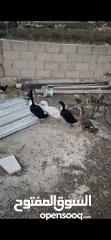  2 بط للبيع بط