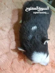  4 جرو هاسكي عمره شهر و اسبوع  بيور