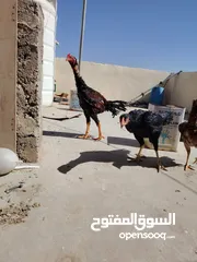  15 باكستاني، براهما، امهات لاحم فرخات عمر 3 شهور  صوص باكستاني حر  ديوك باكستاني خط أول و فرخات شغالة