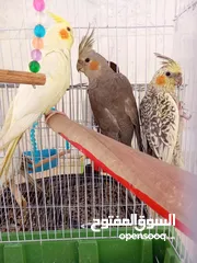  1 طيور كوكتيل للبيع