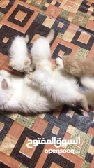  5 قطط للبيع