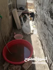  4 متاح بيض كوبره