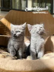  1 كتن سكوتش مكس بريتش العمر شهرين لعوبين جدا والمستوى واضح