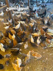 7 دجاج عماني فرنسي مكس