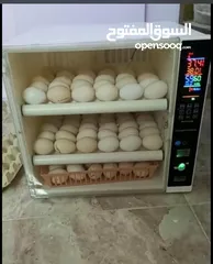 22 فقاسات بيض اوسكار المصريه  بجميع الاحجام