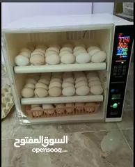  4 فقاسات بيض اوسكار المصريه  بجميع الاحجام