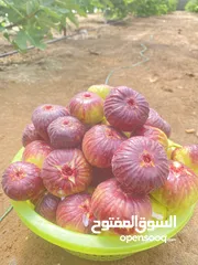  1 مشروع زراعي تين براون