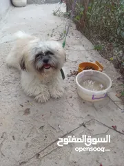  1 سلام عليكم كلب شيتزو فحل
