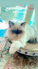  9 pure Himalayan cat royal cat male  3 code far blue eyes ask for price