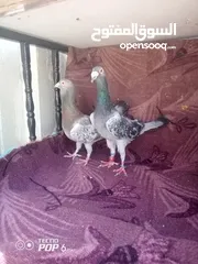  3 حمام للبيع اقرأ الوصف