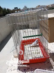  9 عصافير حب اثنى + فحل+ فرخهن+ قفص كبير  عدد 2 موجودات بمادبا الحي الشرقي