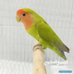  1 السلام عليكم اقرأ الوصف