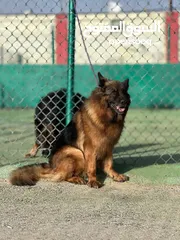  6 بــــــــسعر مغري سامويد وجيرمن