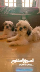  4 كلاب الشيتزو للبيع ذكر وأنثي