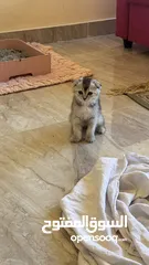  11 Golden and blue folded Scottish cat  جولدين سكوتش فولد عمر ثلاث شهور مستوى خارق