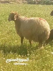  2 ذبائح وعقيقه ونذر