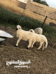  2 فطمه و خروف ثوائم  هجين