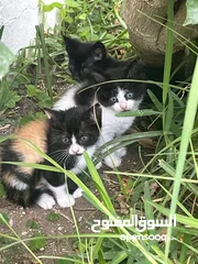  4 5 قطط صغار للتبني