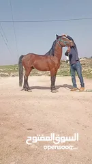  6 حصان للبيع او البدل