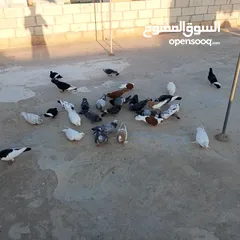  5 حمام كوم للبيع