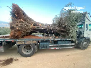  8 فولفو fl6 منوف
