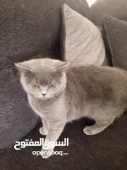  1 قطة سكوتش ستريت للبيع بسعر مغري حنونه و لعوبه