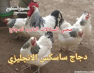  12 بيض مخصب و صيصان لسلالات دجاج نادره على مستوى العالم