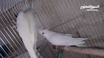  4 جوز ككتيل بيض شغلات تحتهم بيض