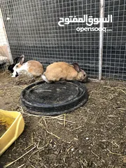  2 يتوفر أرانب ذكور