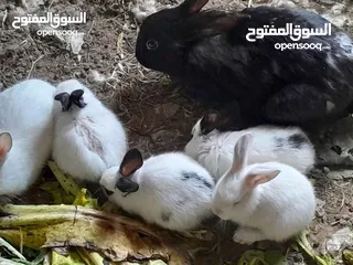  7 ارانب فرنسيه اعمار مختلفه عمرشهر 3دنانير