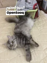  5 Persian cat for free adopt