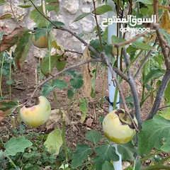  19 مزرعة فخمة خاصة مع فيلا دوبلكس للبيع في أرقى مناطق السلط ام جوزه ، إطلالات ساحرة وخلابة